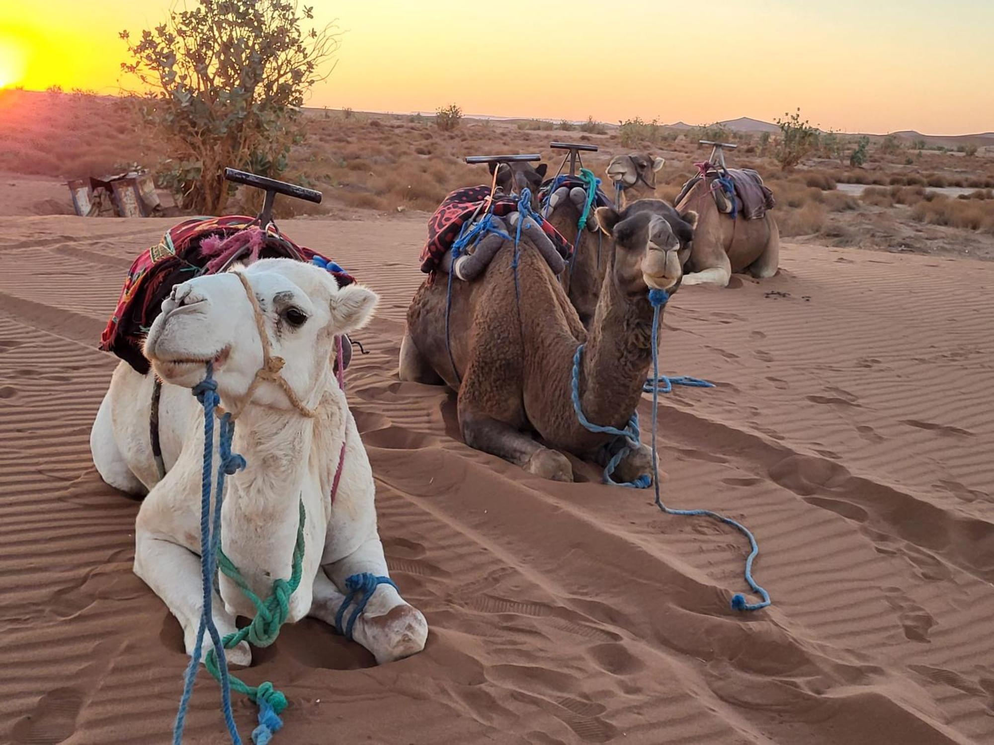 Tente de luxe Desert Chegaga Luxury Camp